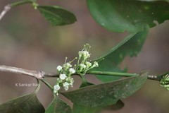 Psydrax dicoccos var. dicoccos